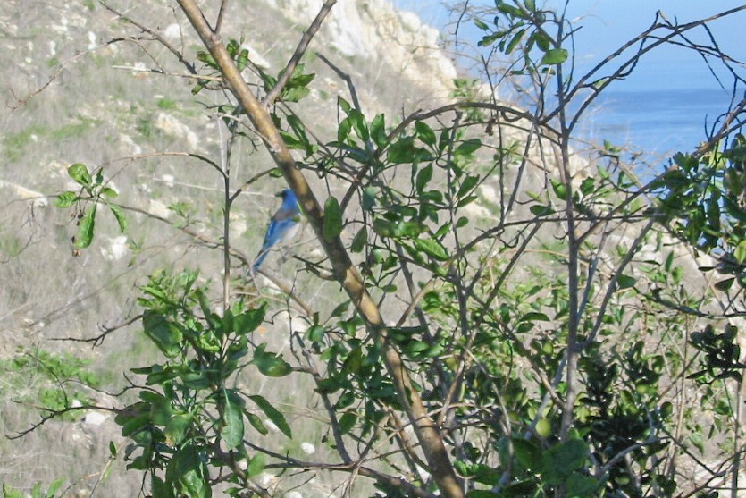 Island Scrub-Jay - ML648631239