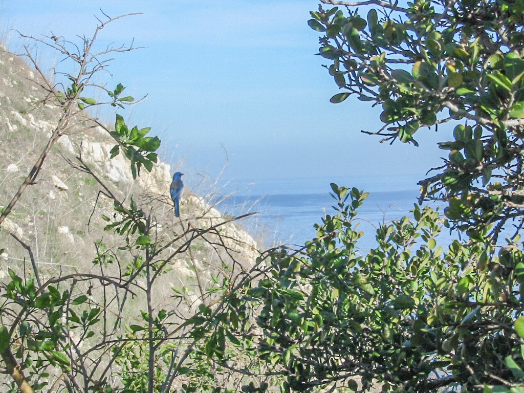 Island Scrub-Jay - ML648631240