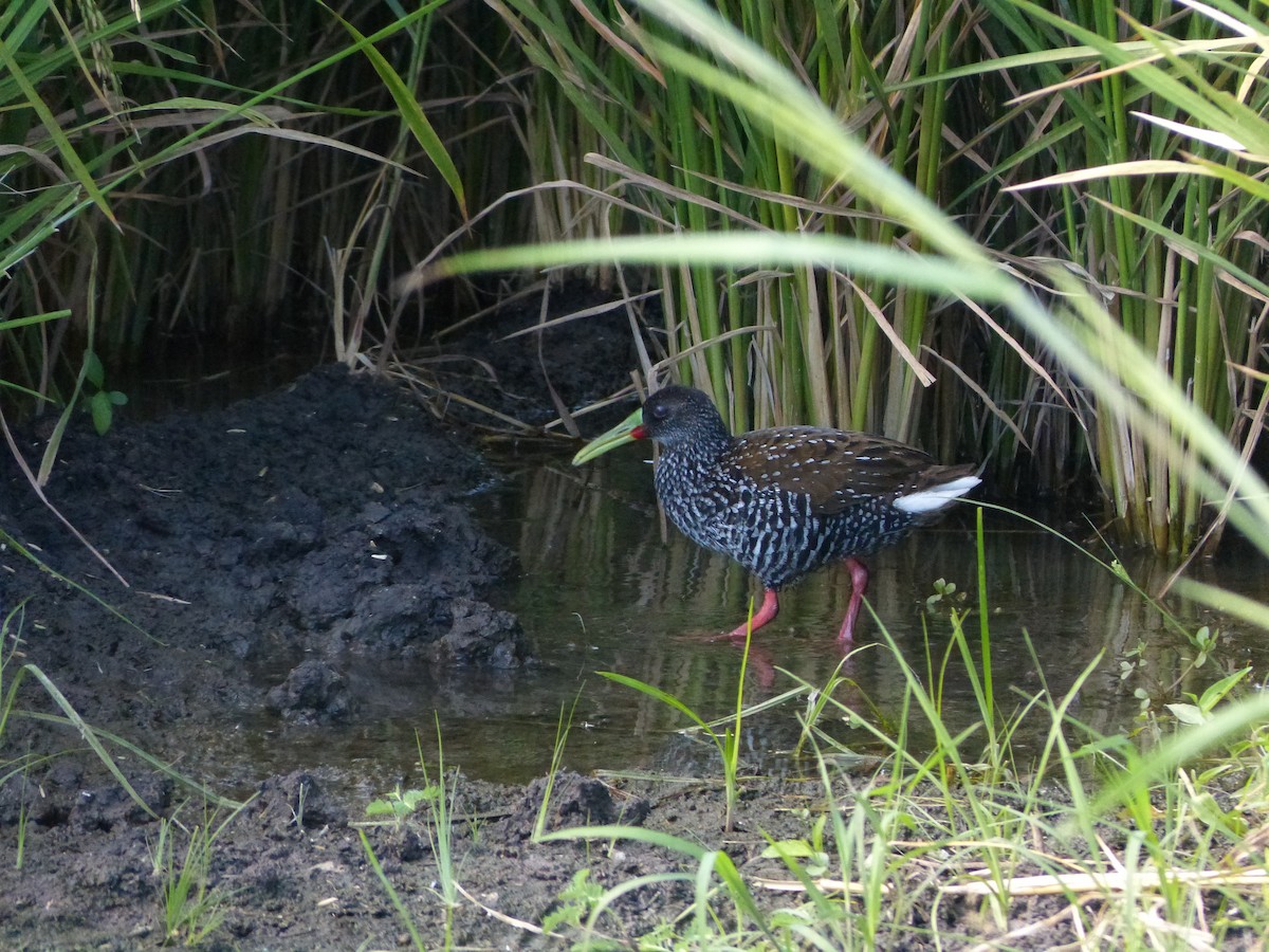 Spotted Rail - ML648631346