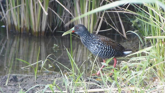 Spotted Rail - ML648631349