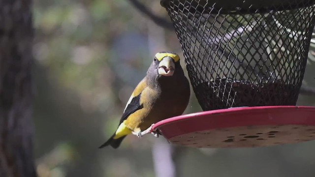 Evening Grosbeak - ML648631588