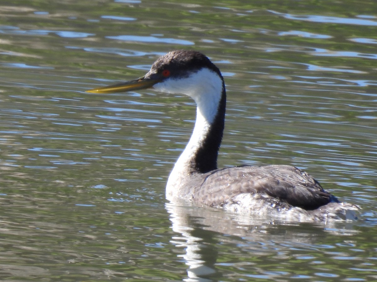 Western Grebe - ML648631755
