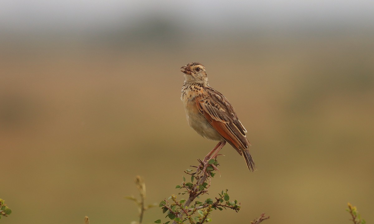Rufous-naped Lark - ML648632016