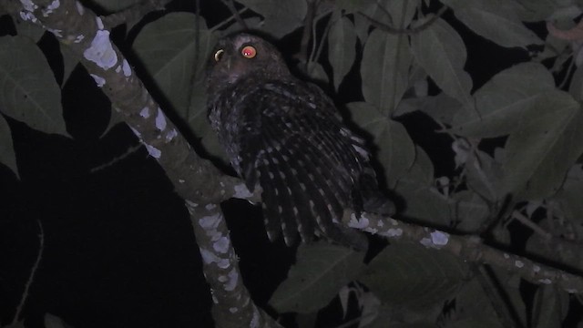 Bare-shanked Screech-Owl - ML648632457