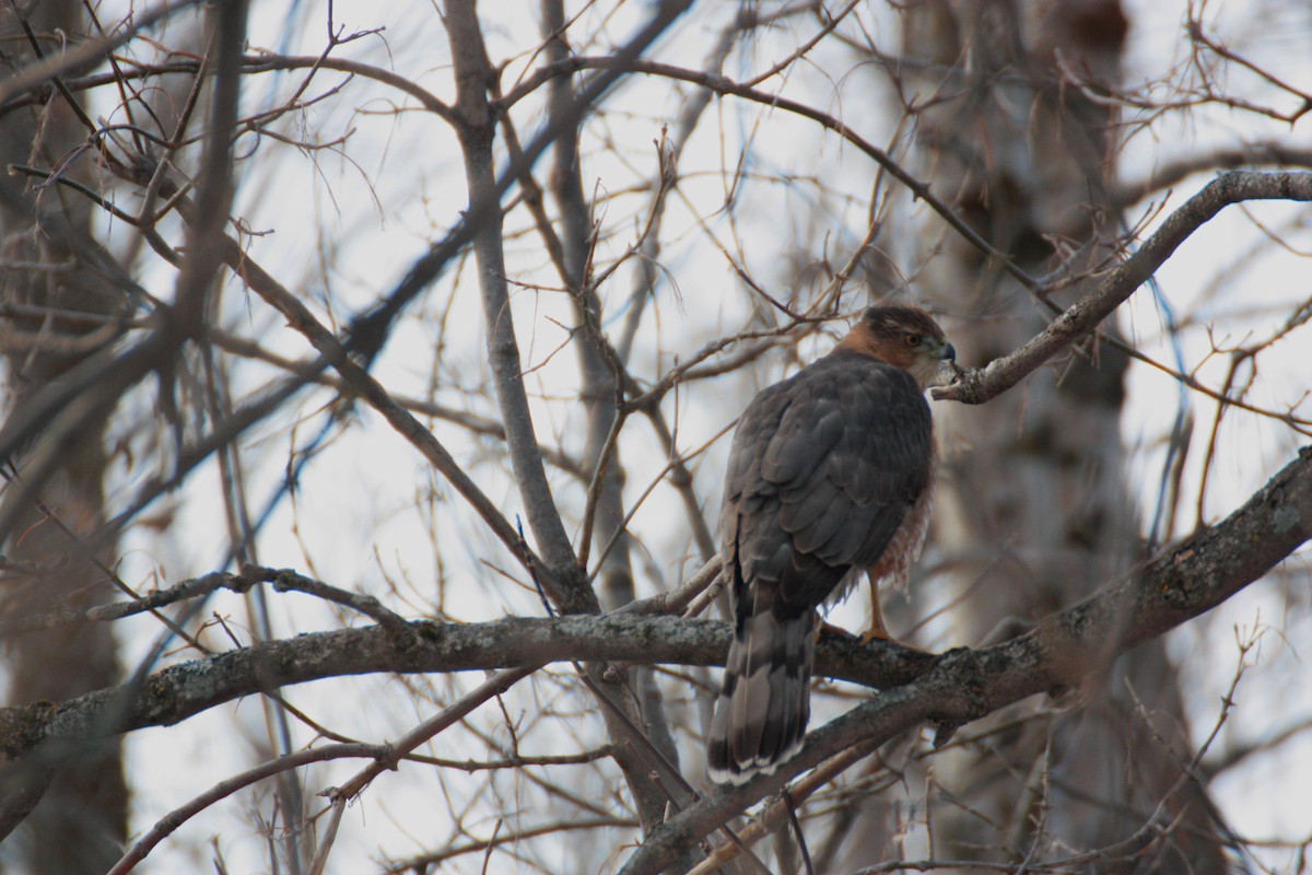 Cooper Atmacası - ML648633003