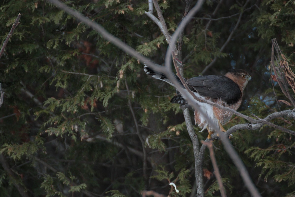 Cooper Atmacası - ML648633008