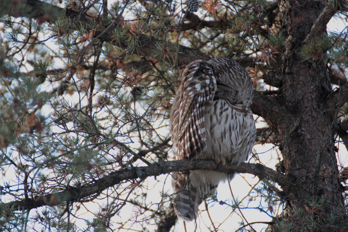 Çizgili Baykuş - ML648633032