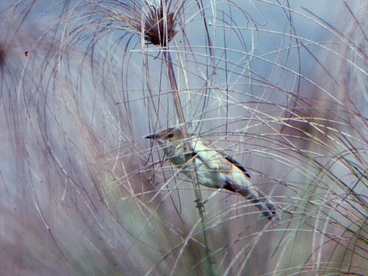 Nil Kamışçını (stentoreus/levantinus) - ML648633041