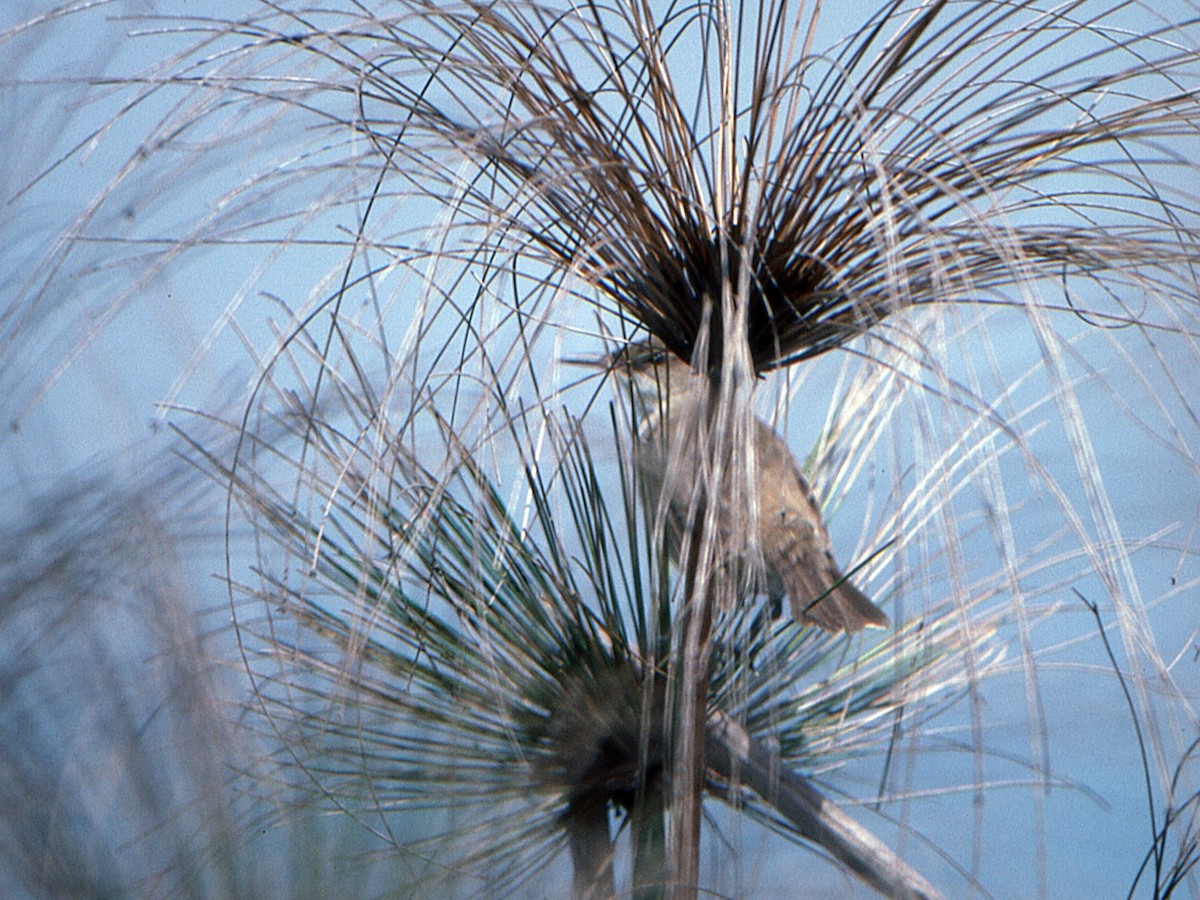 Nil Kamışçını (stentoreus/levantinus) - ML648633049