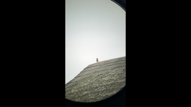 Red-shouldered Hawk - ML648633065