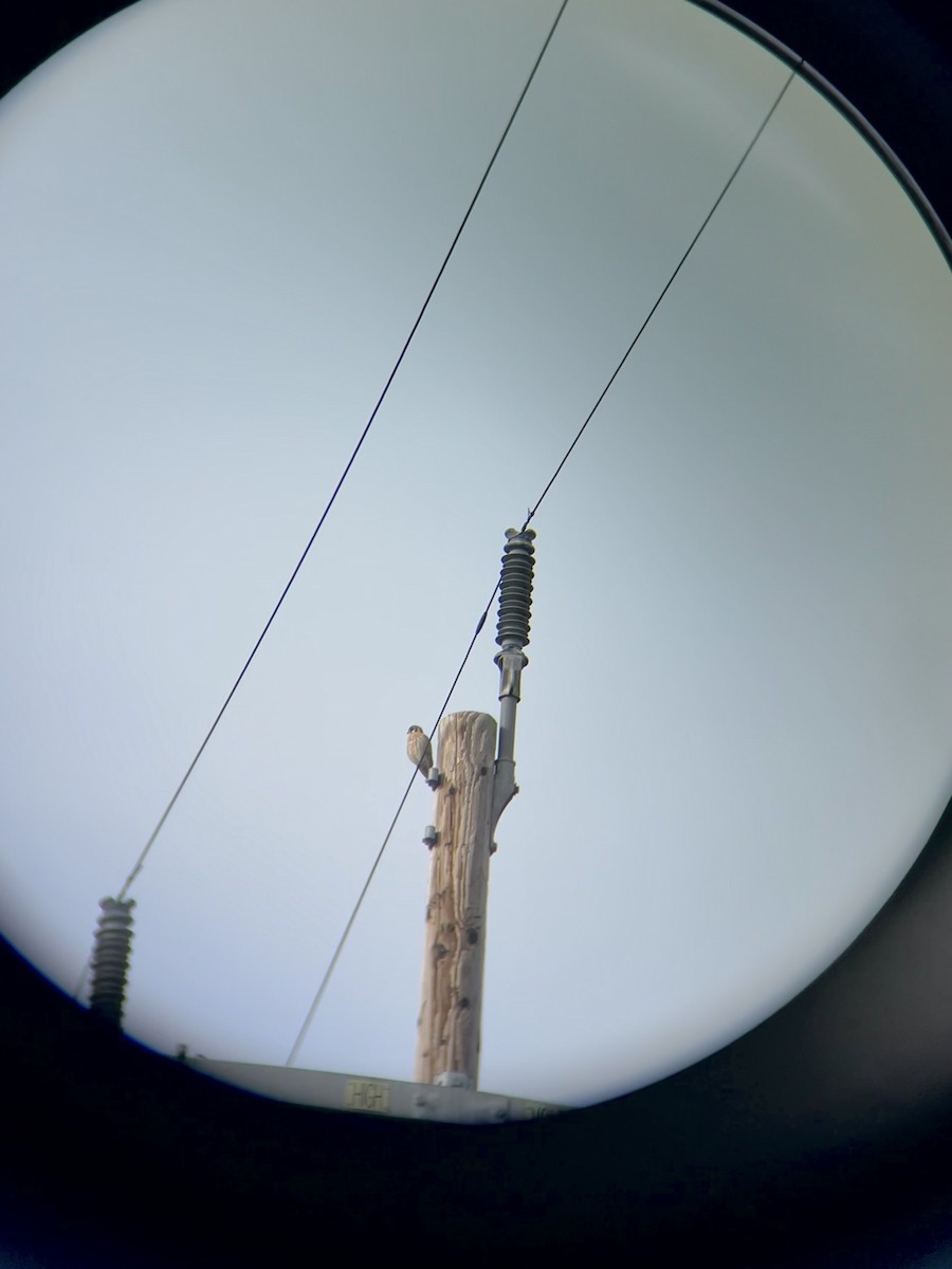 American Kestrel - ML648633116