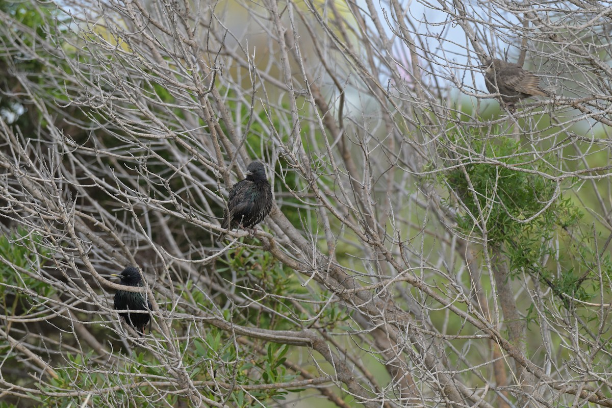 Шпак звичайний - ML648633138