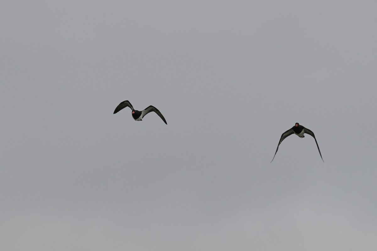 Кулик-сорока довгодзьобий - ML648633206