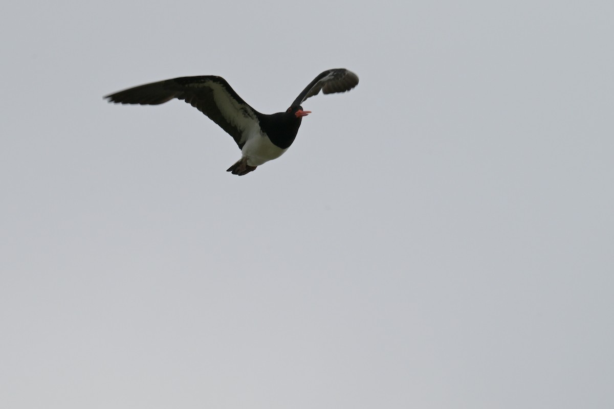 Кулик-сорока довгодзьобий - ML648633234