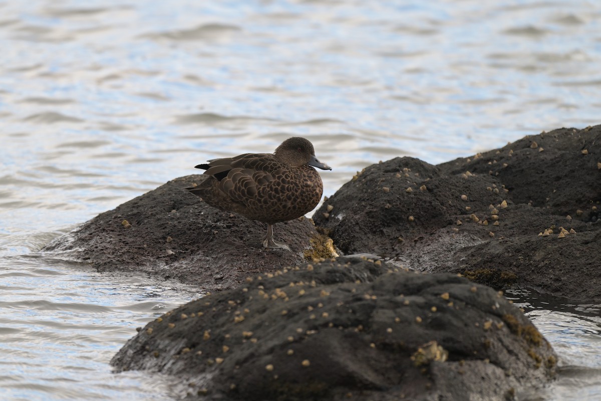 Чирянка австралійська - ML648633244