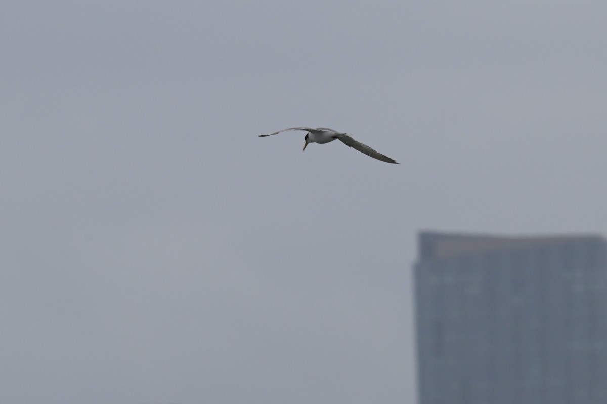 Крячок жовтодзьобий - ML648633269