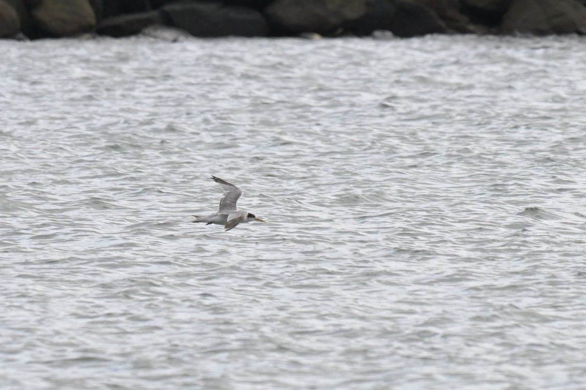 Крячок жовтодзьобий - ML648633273