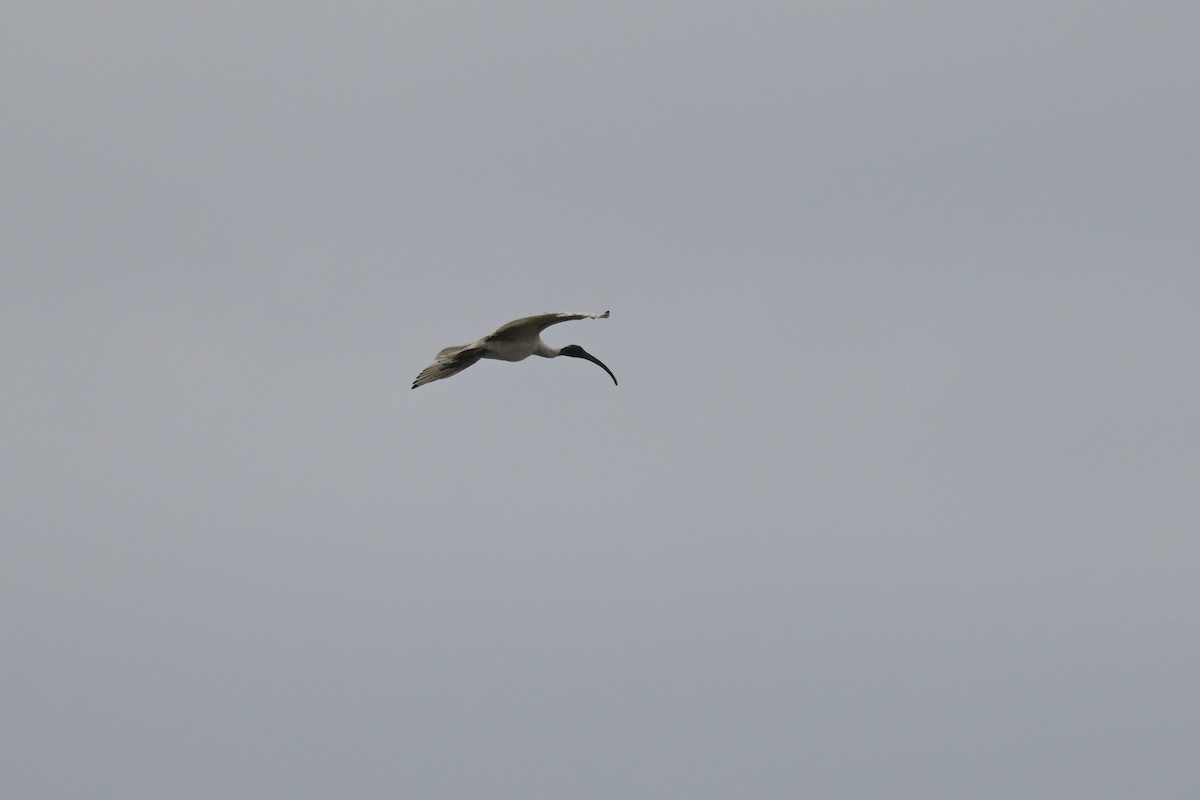 Ібіс молуцький - ML648633294