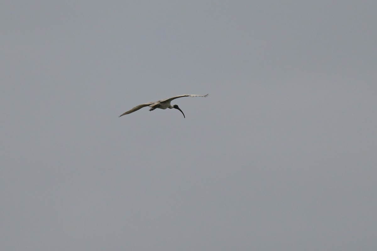 Ібіс молуцький - ML648633296