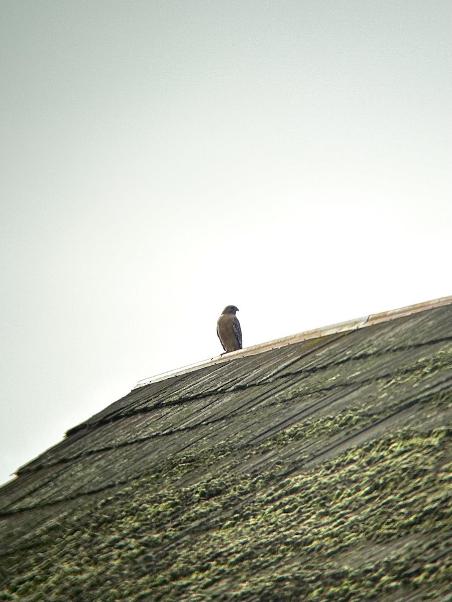 Red-shouldered Hawk - ML648633308