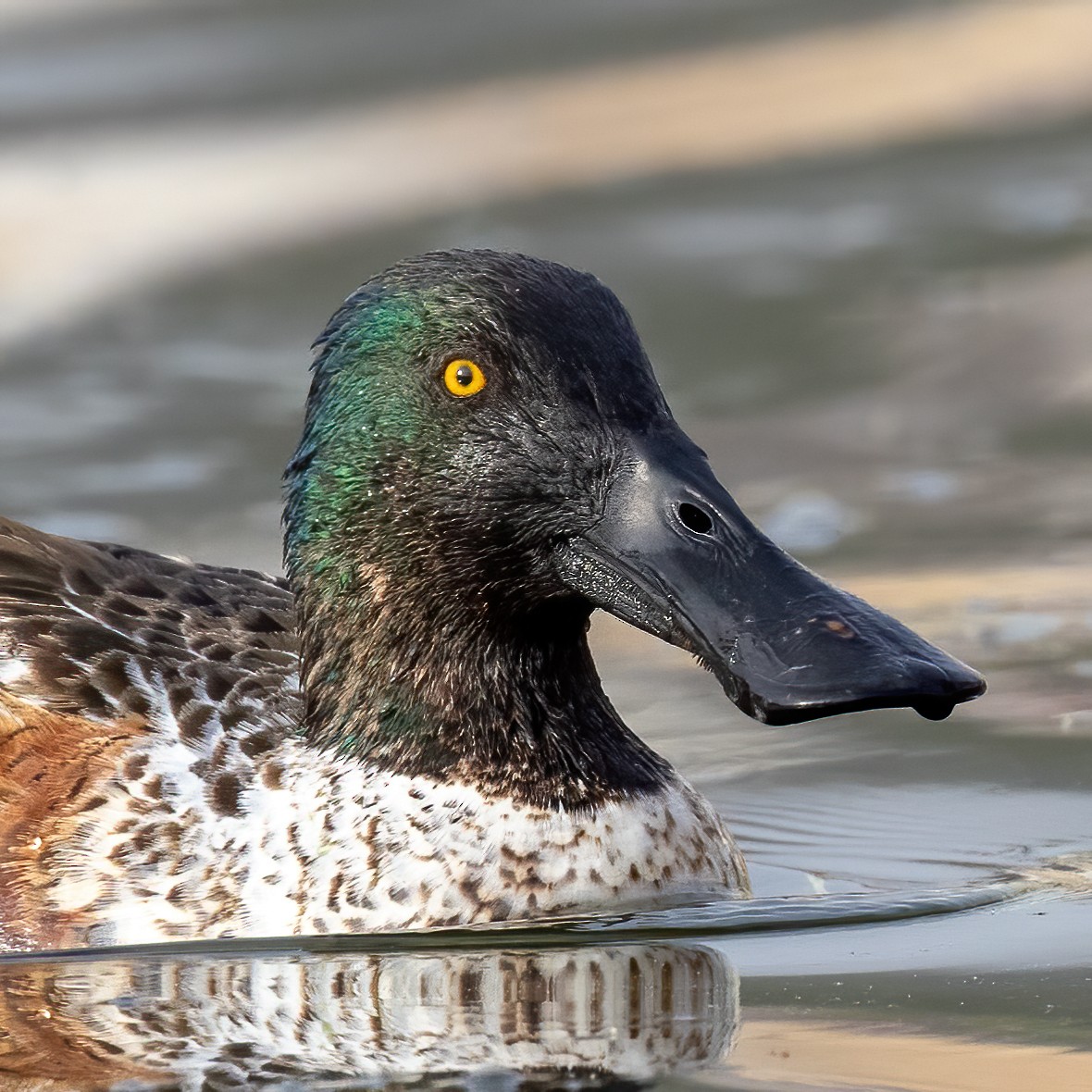 מרית צפונית - ML648633352