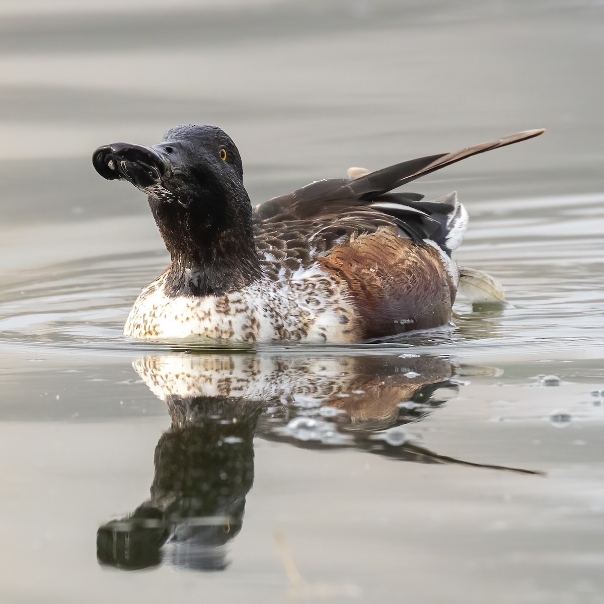 מרית צפונית - ML648633353