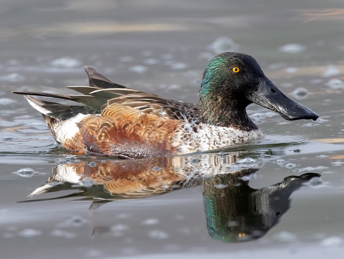 מרית צפונית - ML648633354