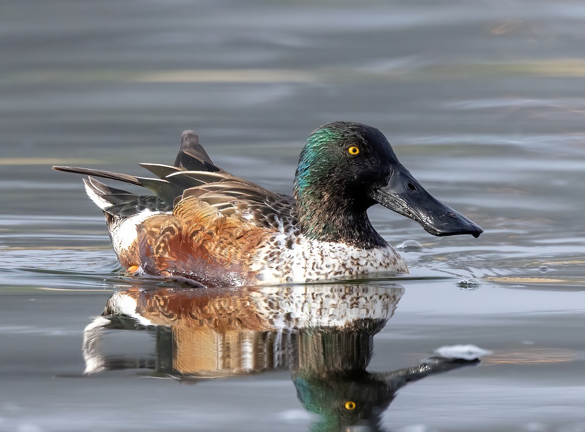 מרית צפונית - ML648633355