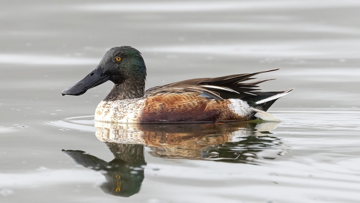 מרית צפונית - ML648633357
