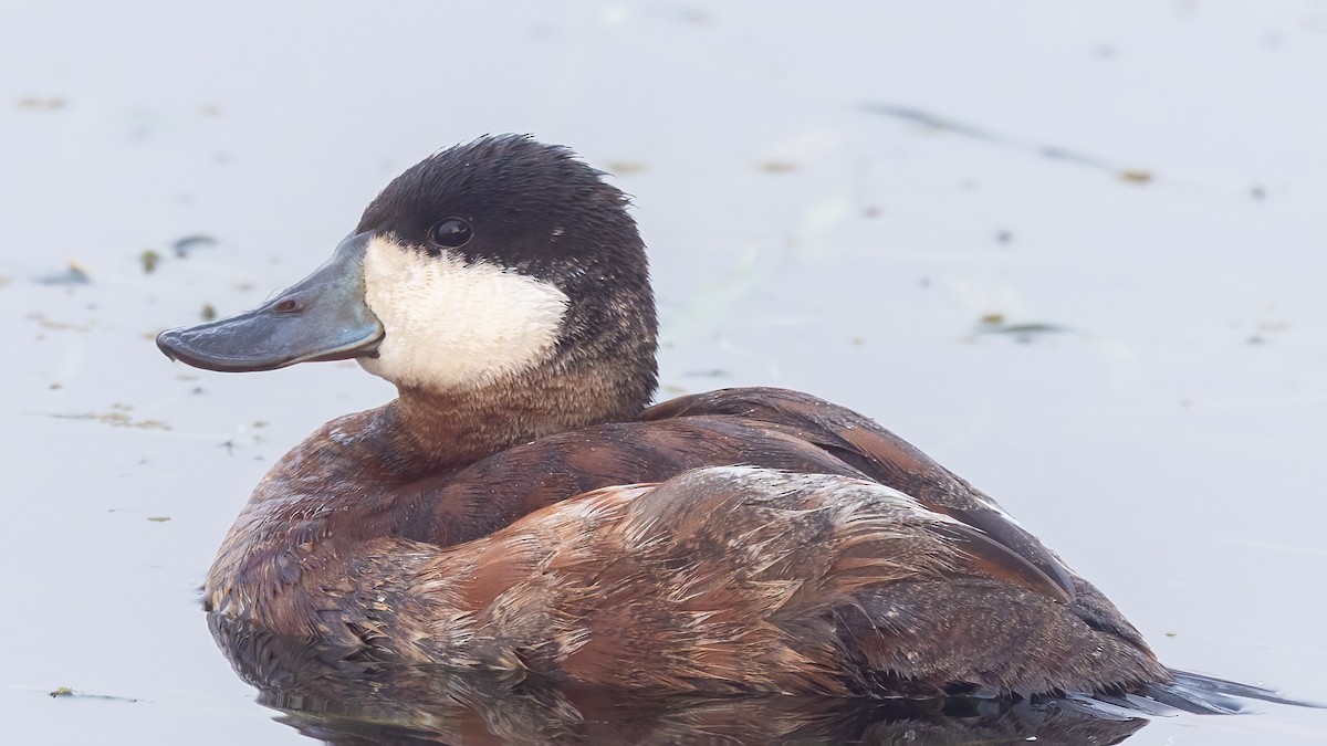 צחראש אדמוני - ML648633385