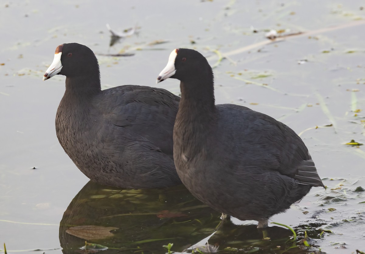 אגמית אמריקנית - ML648633391