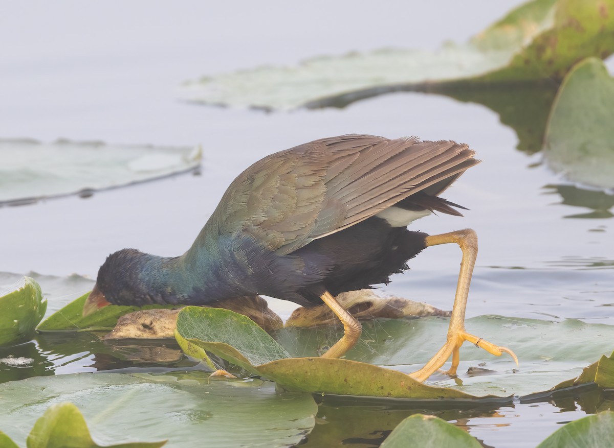 פורפיריה אמריקנית - ML648633395