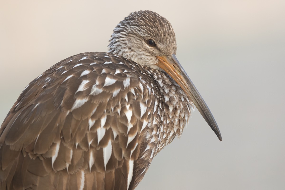 Limpkin - ML648633398