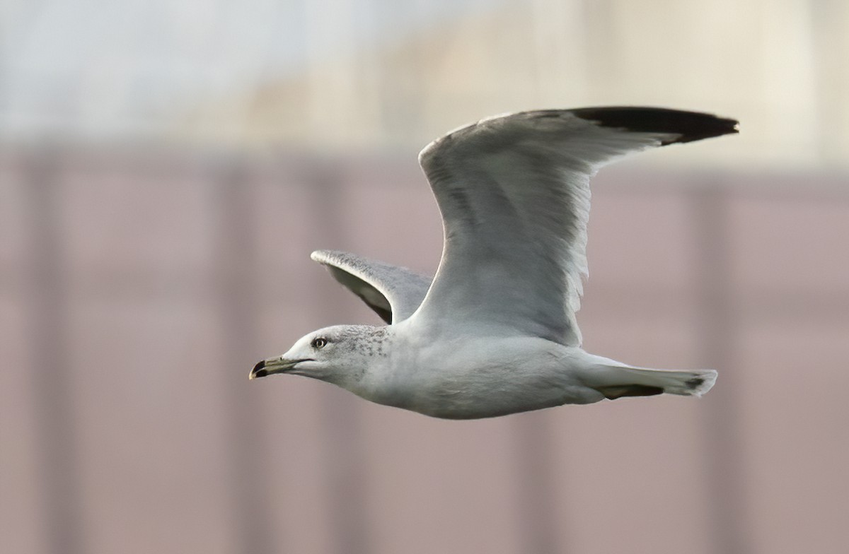 שחף עקוד-מקור - ML648633407