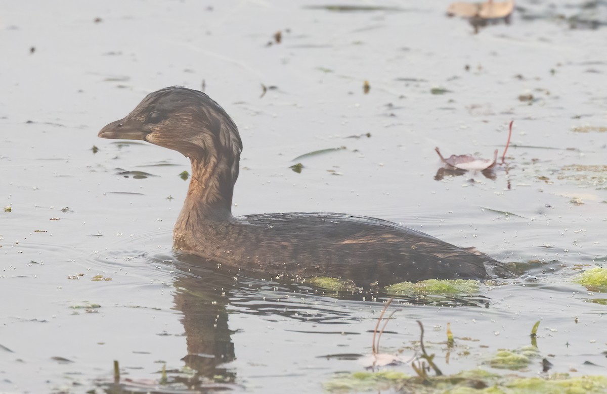 טבלן עקוד-מקור - ML648633415