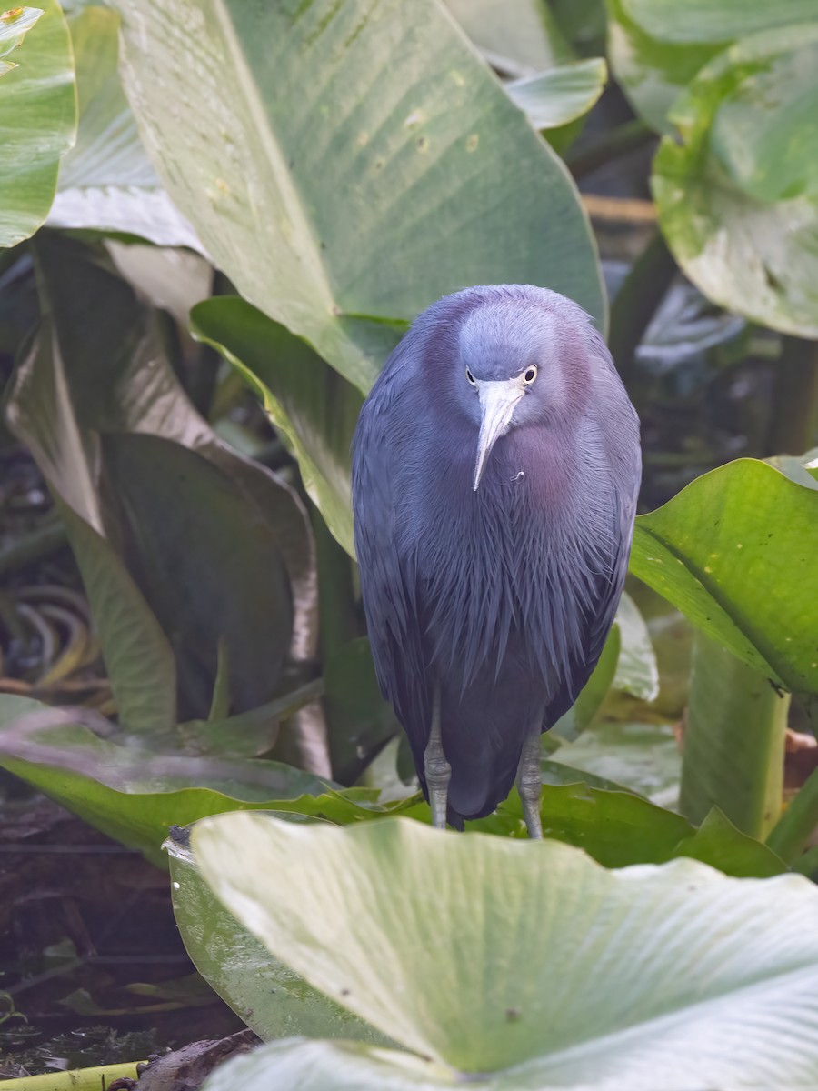 לבנית כחולה קטנה - ML648633419