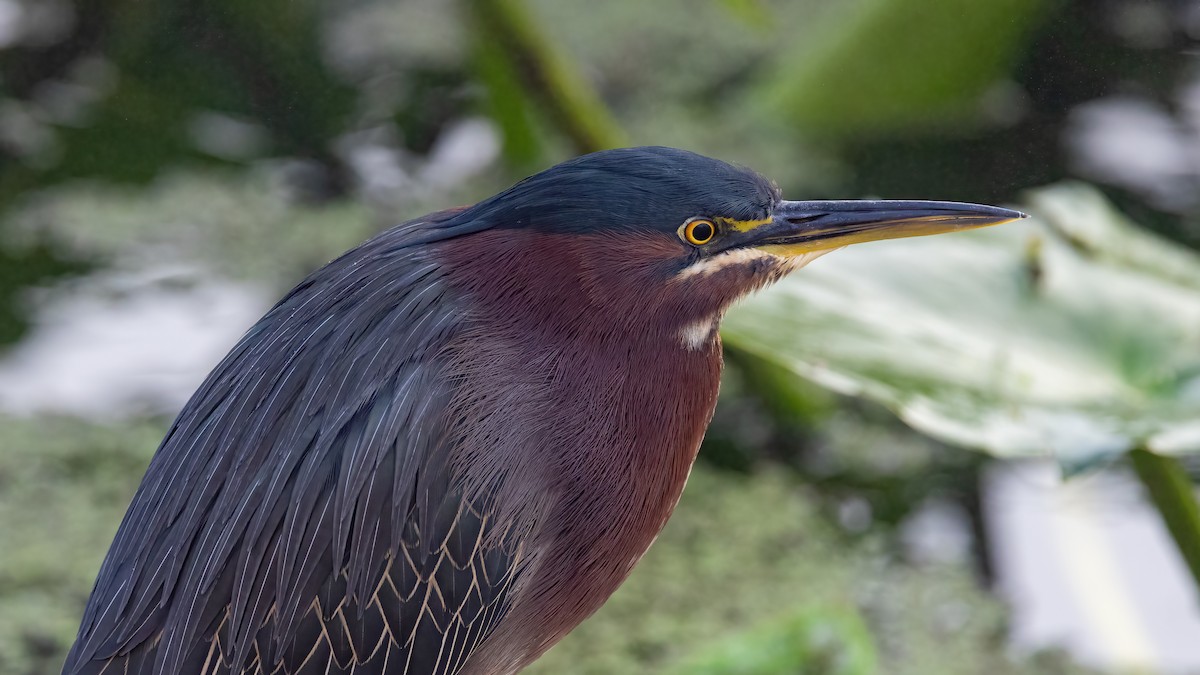 אנפית ירוקה - ML648633429