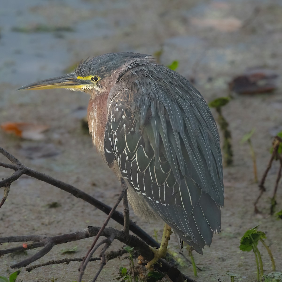 אנפית ירוקה - ML648633430