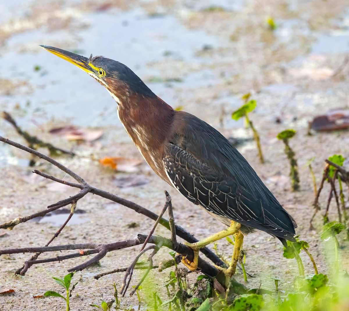 אנפית ירוקה - ML648633431