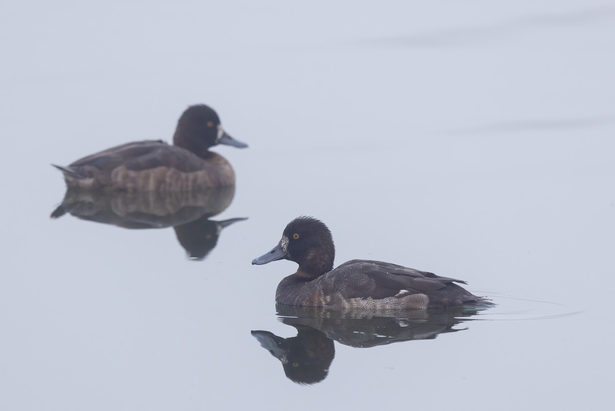 צולל בינוני - ML648633475