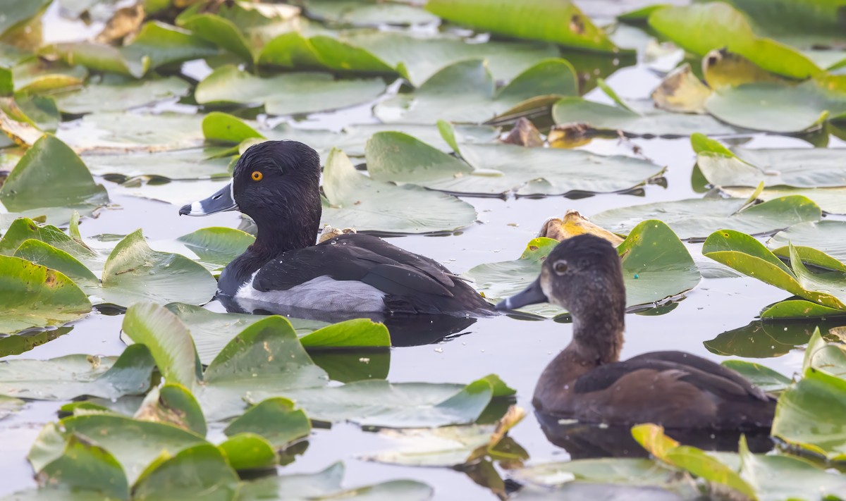 צולל צווארון - ML648633494