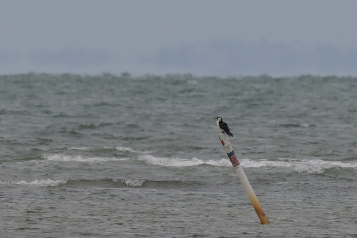 Баклан строкатий - ML648633977