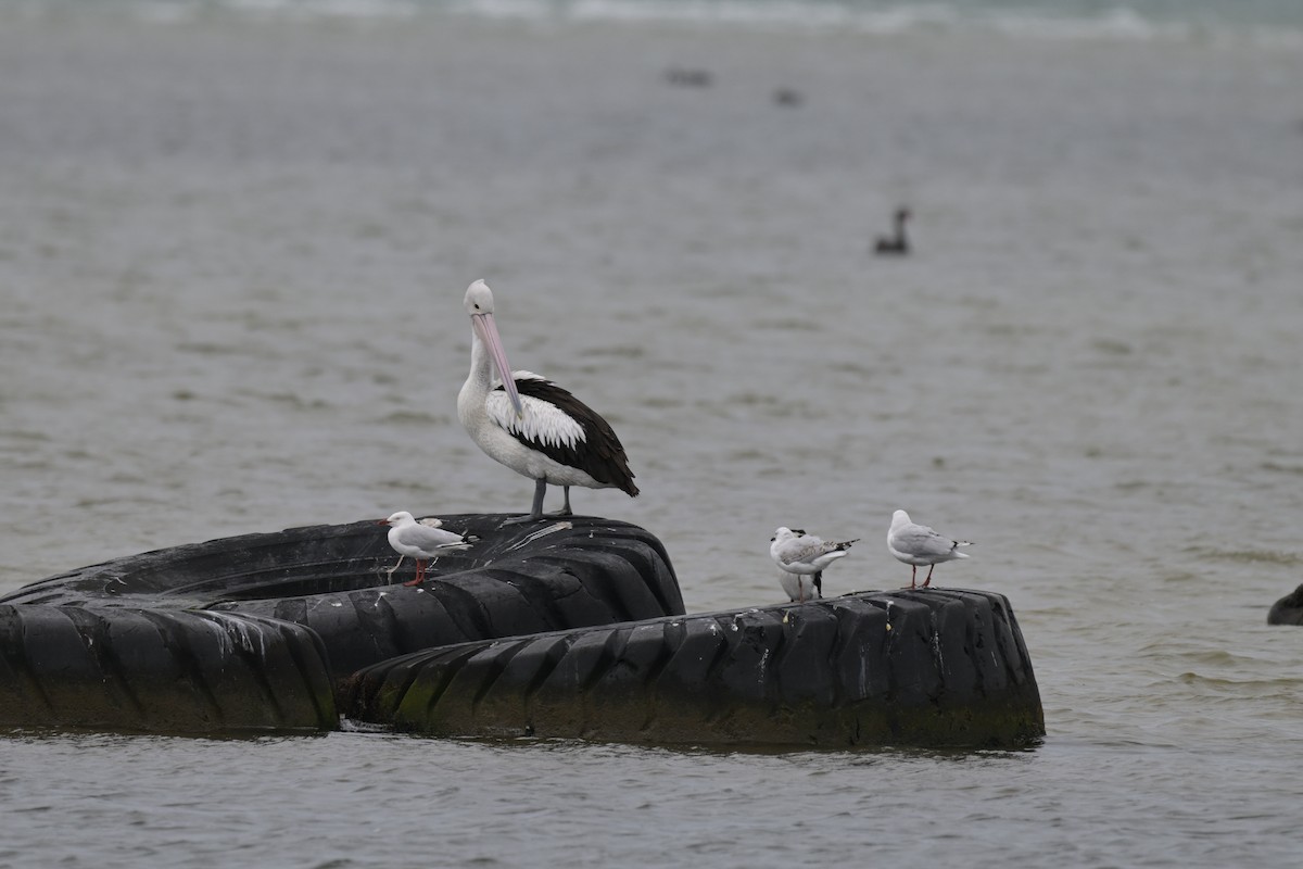 Пелікан австралійський - ML648633986