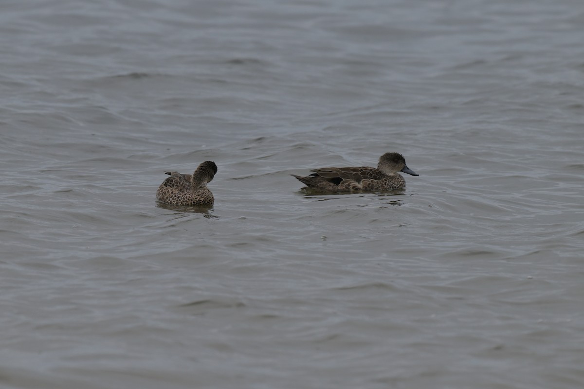 Чирянка світлогорла - ML648634028