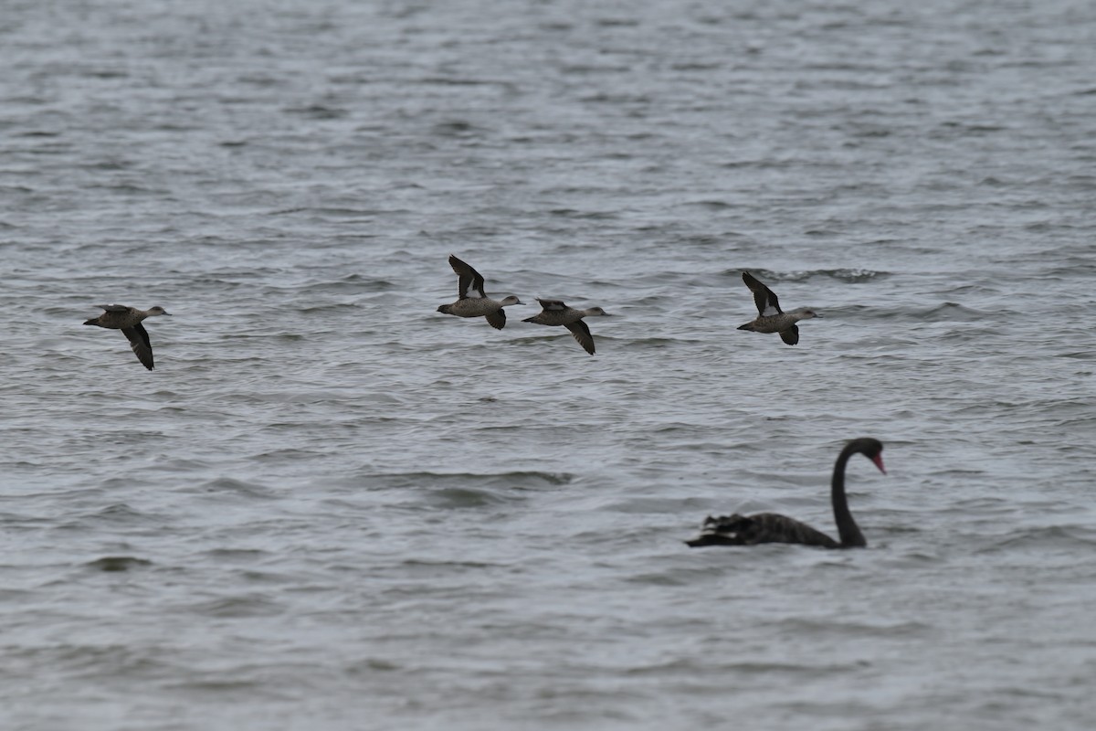 Чирянка світлогорла - ML648634057