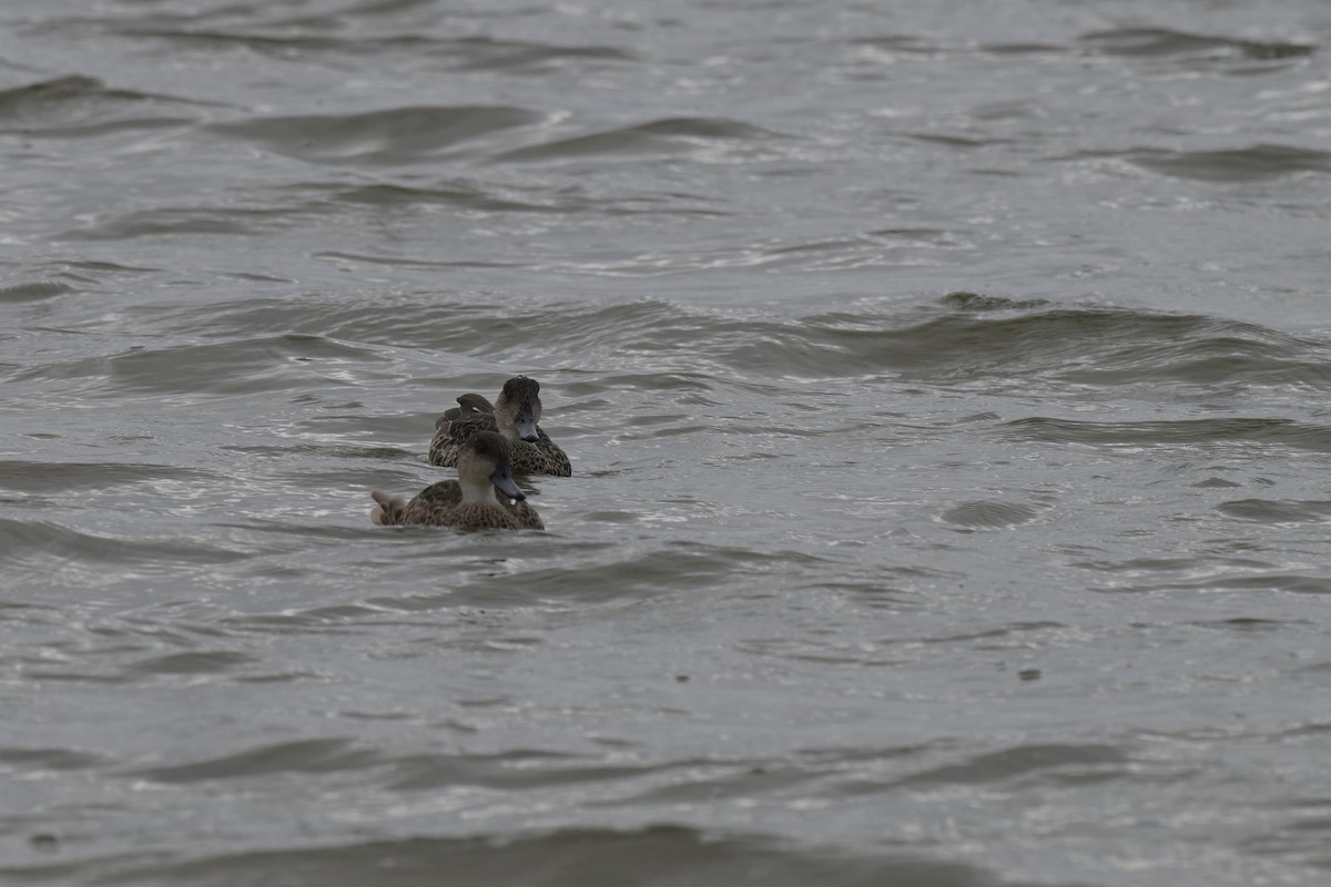 Чирянка світлогорла - ML648634060