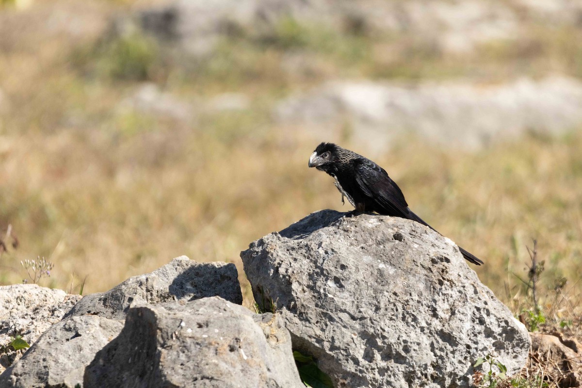 Smooth-billed Ani - ML648634196