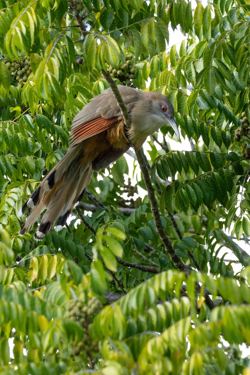 Great Lizard-Cuckoo - ML648634204