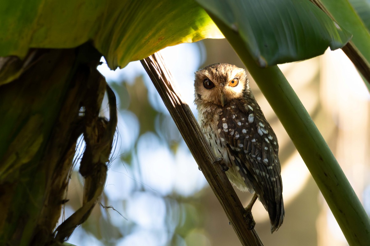 Bare-legged Owl - ML648634222