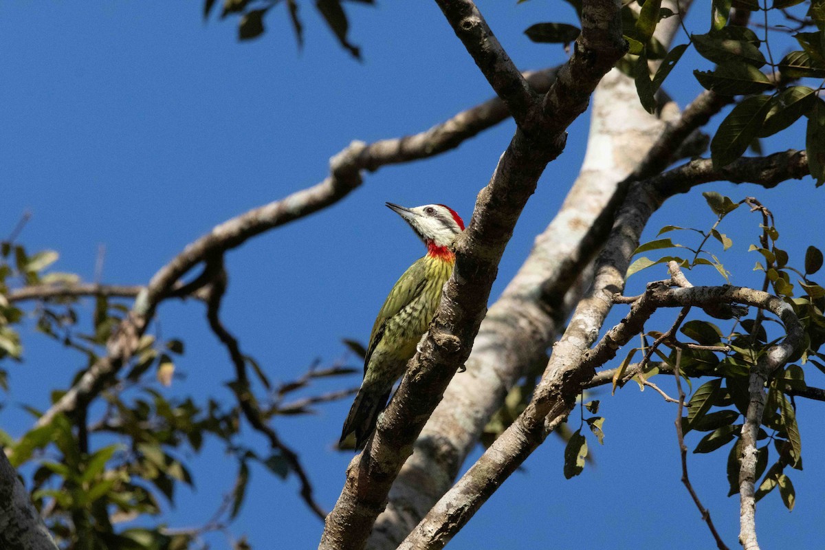 Cuban Green Woodpecker - ML648634262